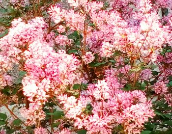 Close-up of pink flowers