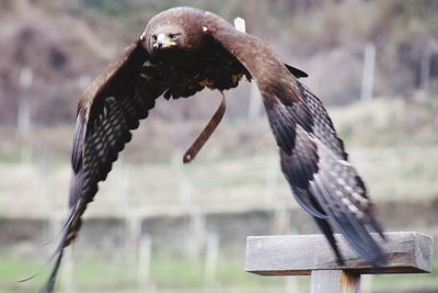 Close-up of eagle against blurred background