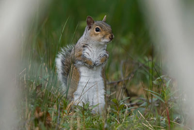 Squirrel on a field