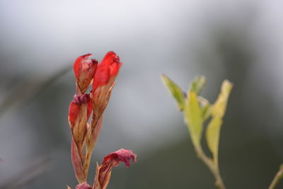 Close-up of red flower against blurred background