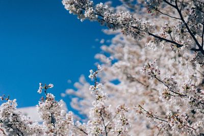 Low angle view of cherry blossom against sky