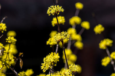 Close-up of yellow flowering plant