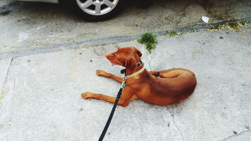 High angle view of dog