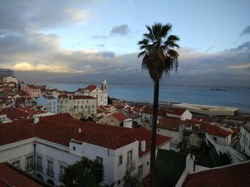 High angle view of palm trees and buildings against sky