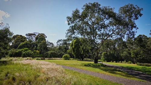 Trees on field against sky