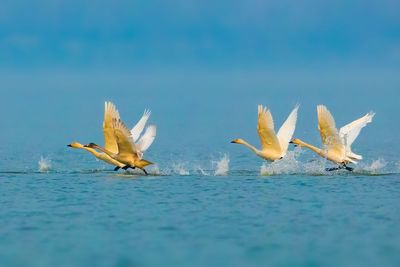 Seagulls flying over sea against clear blue sky