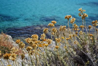 Yellow flowers booming against sea