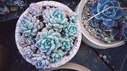 High angle view of potted plant on stone