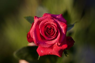 Close-up of red rose