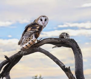 Low angle view of owl perching on tree against sky