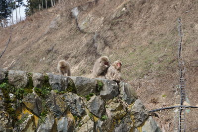 Monkey on rock