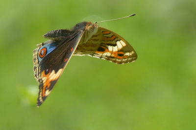 Close-up of butterfly pollinating flower