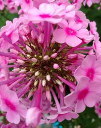 Close-up of pink flowers blooming outdoors