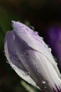 Close-up of wet purple flower