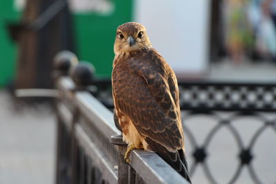 Close-up of eagle perching on metal railing