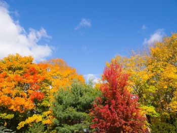 Low angle view of autumn trees against sky