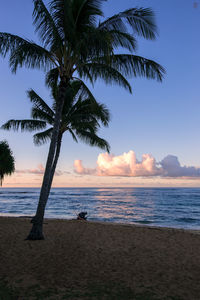 Palm trees on beach against sky during sunset