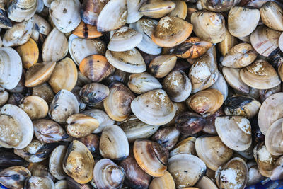 Full frame shot of seashells