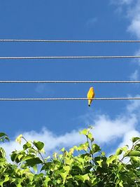 Low angle view of plants against blue sky