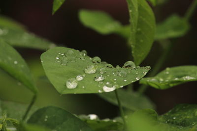 Close-up of raindrops on leaves