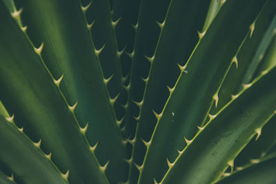 Close-up of succulent plant leaves