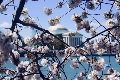 Low angle view of cherry blossoms against sky