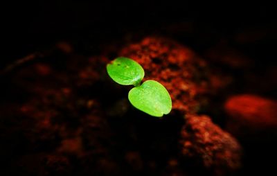 Close-up of fresh green leaf against black background