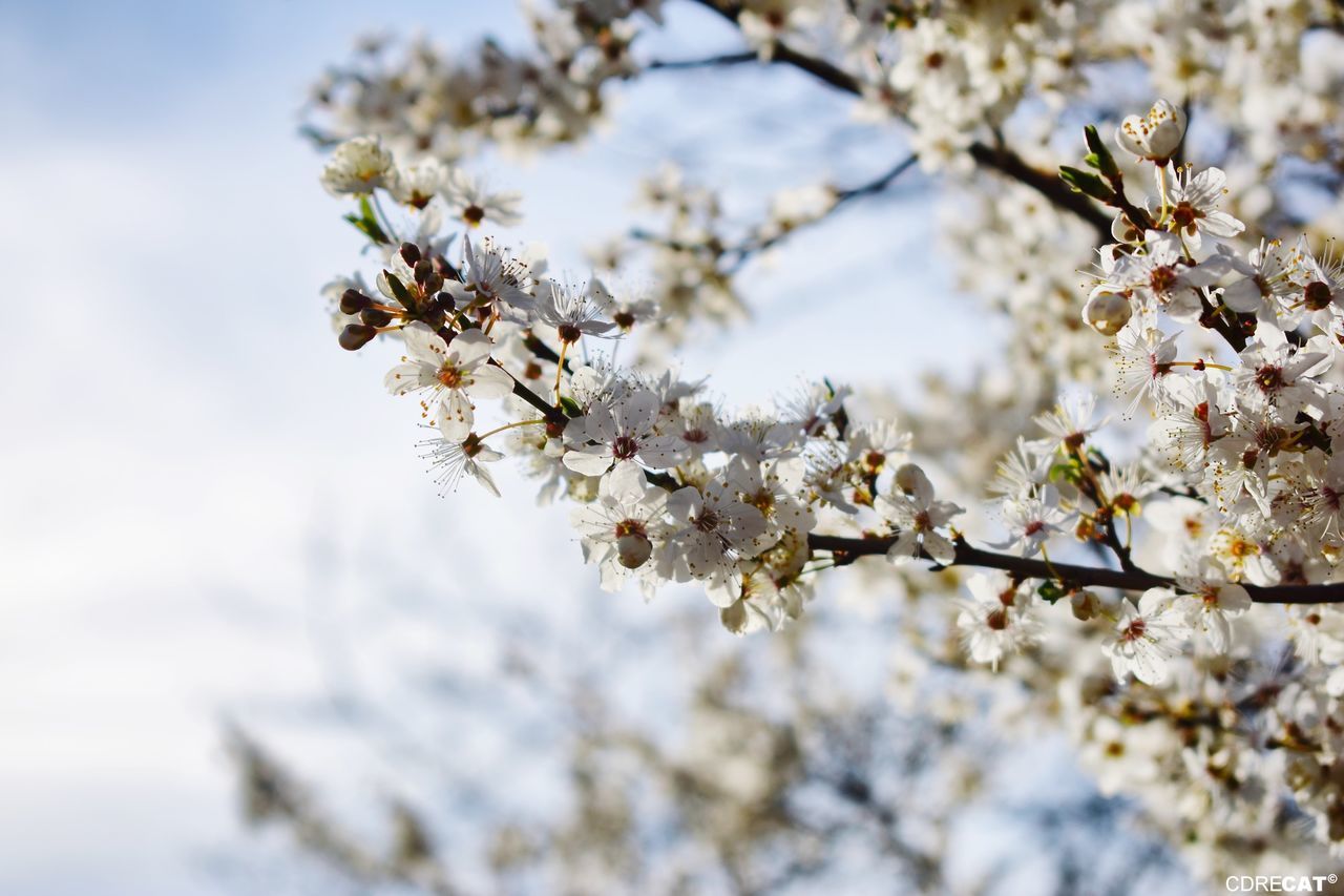 flowering plant, flower, plant, fragility, tree, springtime, beauty in nature, vulnerability, blossom, growth, freshness, low angle view, branch, day, nature, white color, no people, close-up, cherry blossom, focus on foreground, outdoors, cherry tree, flower head, spring