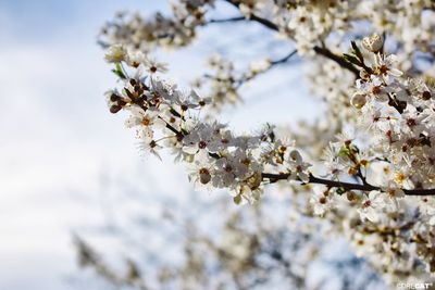 flowering plant