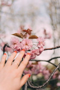 Close-up of hand holding cherry blossoms