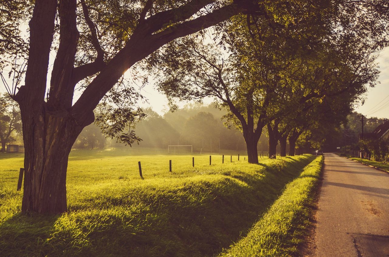 tree, tranquility, tranquil scene, grass, landscape, field, scenics, nature, beauty in nature, the way forward, tree trunk, growth, sky, green color, grassy, branch, non-urban scene, rural scene, footpath, dirt road