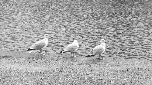 Close-up of birds