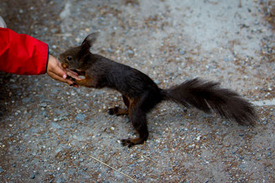 Full length of hand feeding lizard