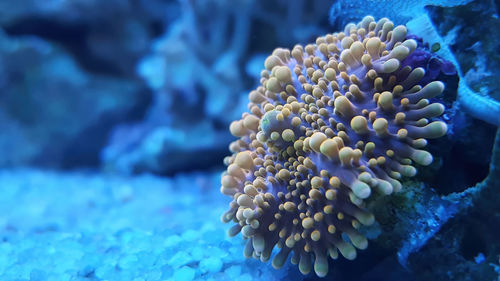 Multi colored ricordea mushroom or ricordea florida fluorescence blue light.