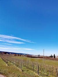 Scenic view of vineyard against blue sky