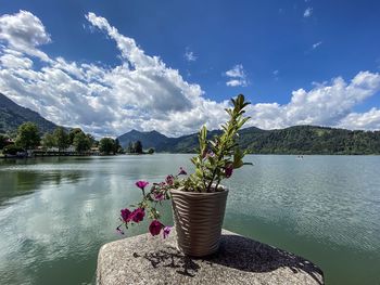 Potted plant by lake against sky