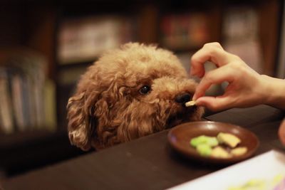 Cropped hand of person feeding poodle puppy at home