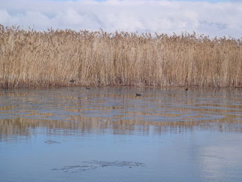 Scenic view of lake against sky