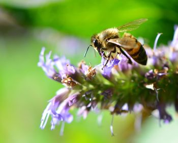 Close-up of bee on purple flower