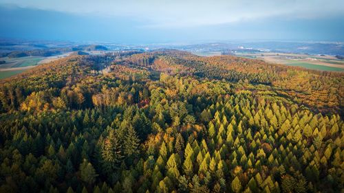 Scenic view of forest against sky