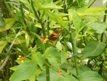 Close-up of ladybug on plant