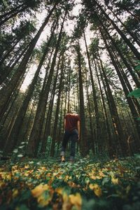 Rear view of person standing in forest during autumn