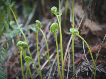 Close-up of plants growing on field