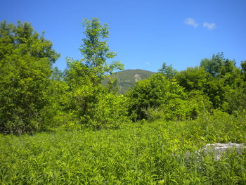 Trees and plants in park