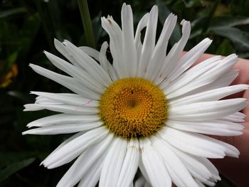 Close-up of flower blooming outdoors