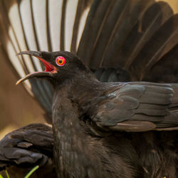 Close-up of a bird