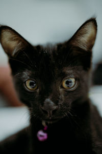 Close-up portrait of black cat