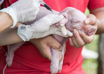 Veterinarian injecting while person holding piglet