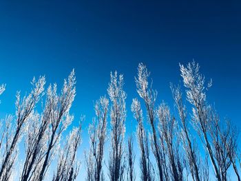 Low angle view of plants against clear blue sky