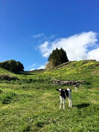 Dog standing on field against sky